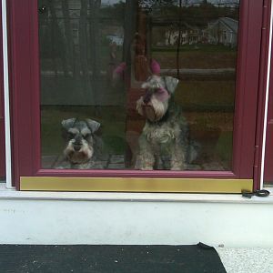 Katie and Casey watching me mow the lawn.