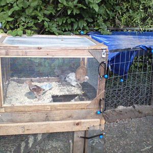Our brooder converted to a coop and run.  I really need to finish the coop