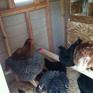 Chickens!