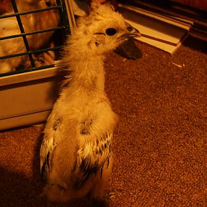 same chick