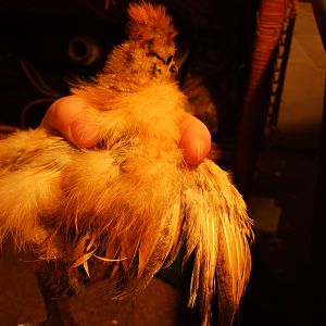 The chick my husband likes, big crest