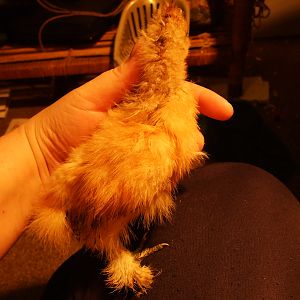 same chick as before