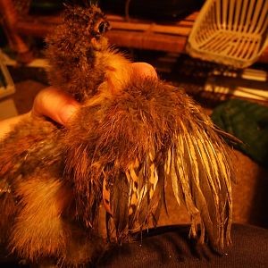 One of my partridge chicks, believe to be a roo