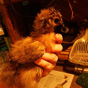 Another partridge roo