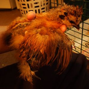 same chick as before showing his wing coloring