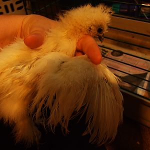 My biggest white, I think it is a roo