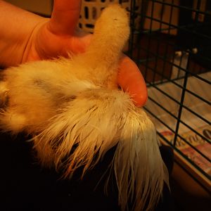 The loudest white, didn't want to hold still