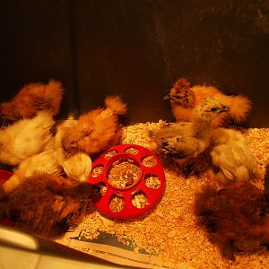 Everyone eating and drinking after cleaning the brooder