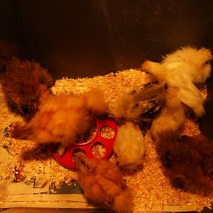 Happy silkie chicks