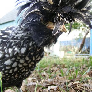 Elvis, a young male Polish Crested and one of our surprise roosters.