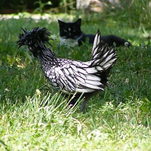 Elvis and Patrick the Cat keep a close eye on each other as Elvis forages in the yard.