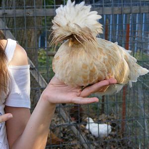 Chicky Gaga, one of our Polish Crested, after an encounter with a watermelon.  Rock on, Chicky Gaga, rock on.