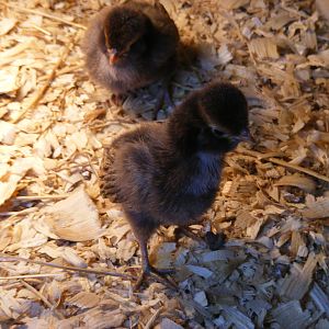 Two gold laced polish crested chicks