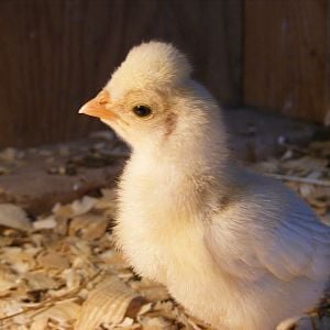 Chicky Gaga, a buff laced polish crested chick.