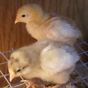 Peaches and Winnie, the result of a "Rainbow Layers" purchase.