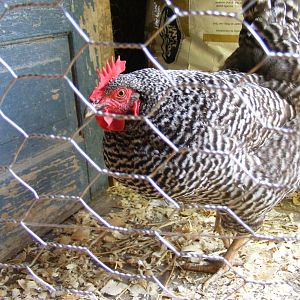 A very confused Barred Plymouth Rock sees chicks for the first time since she was one herself.