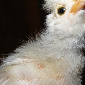 Chicky Gaga, in the not-so-cute phase.