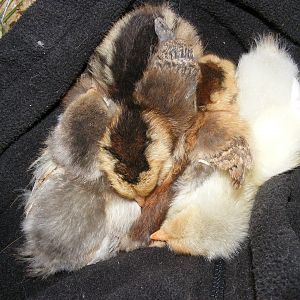 Naptime for the new Ameraucana chicks.  With the exception of Chipmunk, the other ameraucanas no longer allow me to handle them like this.