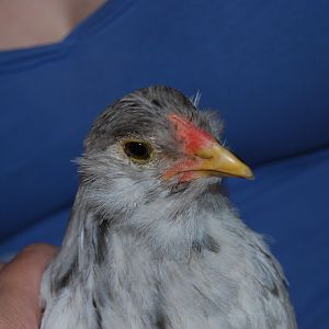 Head of Sunshine june 29th