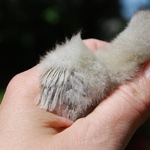 Wing shot of Velveteen on Mother's Day.