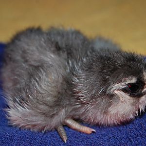 Twilight...approx. an hour old.