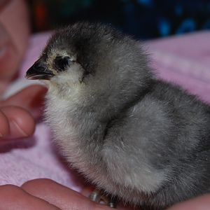 Twilight...between 1 and 2 days old
