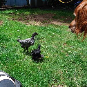 Twilight in back, Katarra (black) front and Joey..Irish Setter.  June 10th 2012