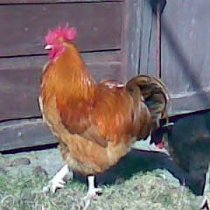 LL