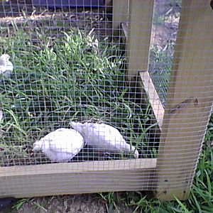 chicks eating June 2012