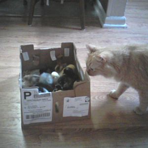 The cat investigating the new arrivals.