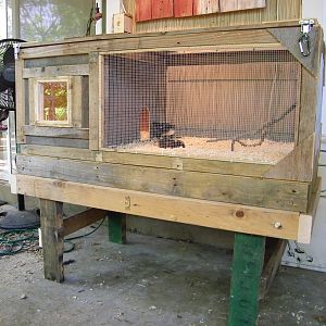 Schatzi checking out the chicks.