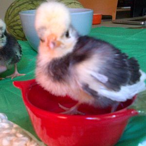 WC Polish Frizzle chick, 4 days old & checking out the world