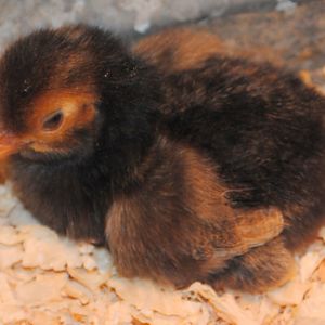 Red Laced Polish chick (LF)