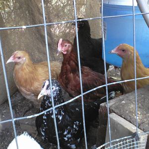 Rudy with his ladies.