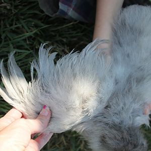 11 wks Spock -- right wing