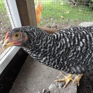 Martha, 11 week old Barred Rock getting her red face on  : )  She's good natured, curious, and the most vocal of the three.