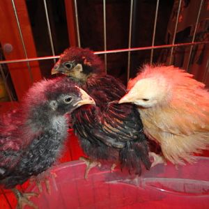 A few days over 3 weeks old : )