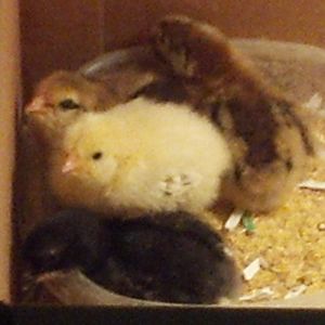 All of my chicks looking at me taking a picture, but Harbinger