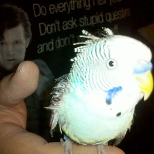 Elvis again!  He's semi wet from a bath in the shower with me.