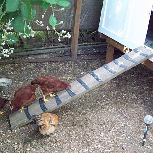 Getting chickens up the ramp with chicken feed