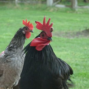 The Rooster and his late hen