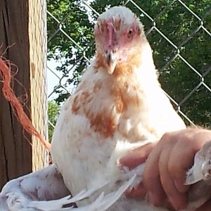 This is one of our splash hens.  She is one of only three that exhibit any red/copper.