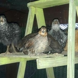 The Gang including my quail. My Araucana is hiding behind the quail.