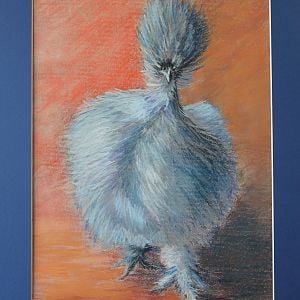Miss Blue- silkie chick at 7 weeks