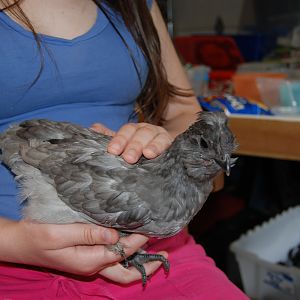 Houdini in daughter's lap.