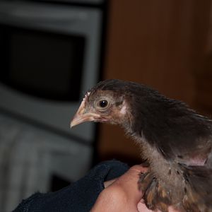 Chick 1a