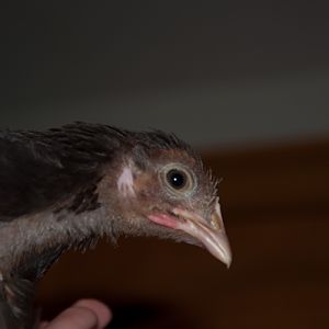 Chick 1 again