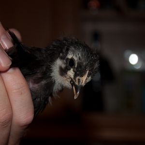 chick 3