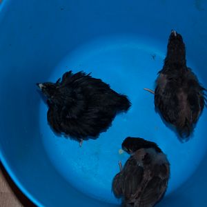 chick 3 again