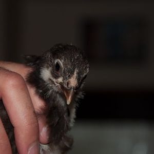 chick 5